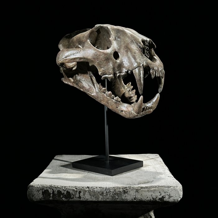 SEM PREÇO DE RESERVA - Impressionante réplica da estátua do crânio de um tigre em um suporte Montagem de réplica de taxidermia - Panthera Tigris - 30 cm - 20 cm - 27 cm