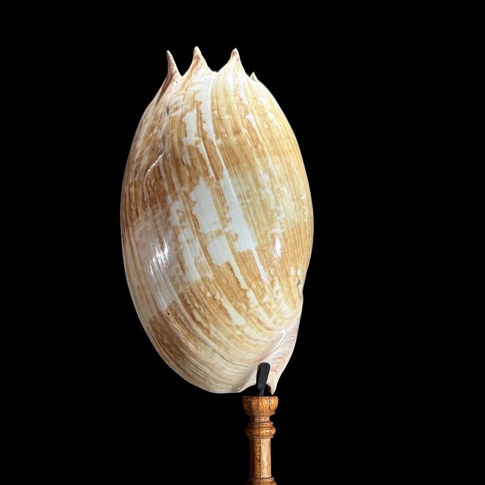 無底價 - 訂製支架上的 Melo 雙耳瓶外殼 - 貝殼 - Melo Amphora