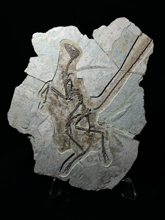 Dinozaur - Matrice fosilă - Paraves - 39 cm - 30 cm