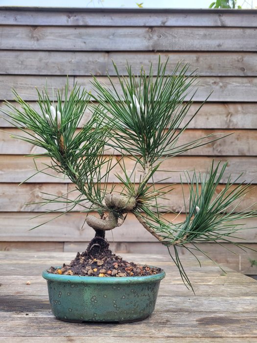 Pinus thumbergii bonsai (Japanese Black pine) - Height (Tree): 25 cm - Depth (Tree): 30 cm - Netherlands