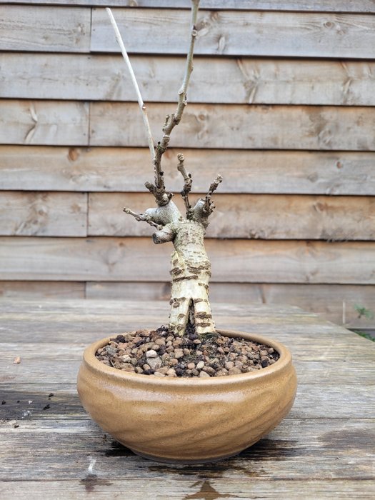 Wisteria bonsai - 高度 (樹): 25 cm - 深度 (樹): 10 cm - 日本
