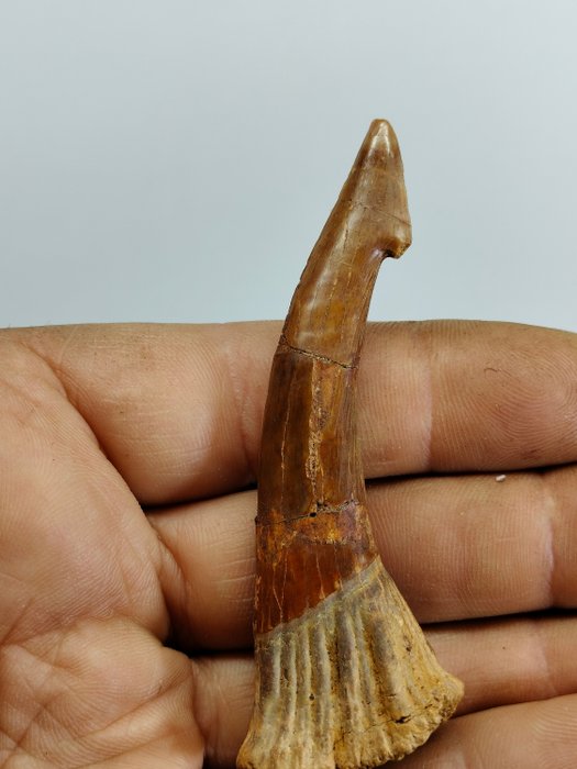 JÄTTILÄINEN näyte sahahain hampaasta - Fossiiliset hampaat - Onchopristis Numida - 83 mm - 29 mm