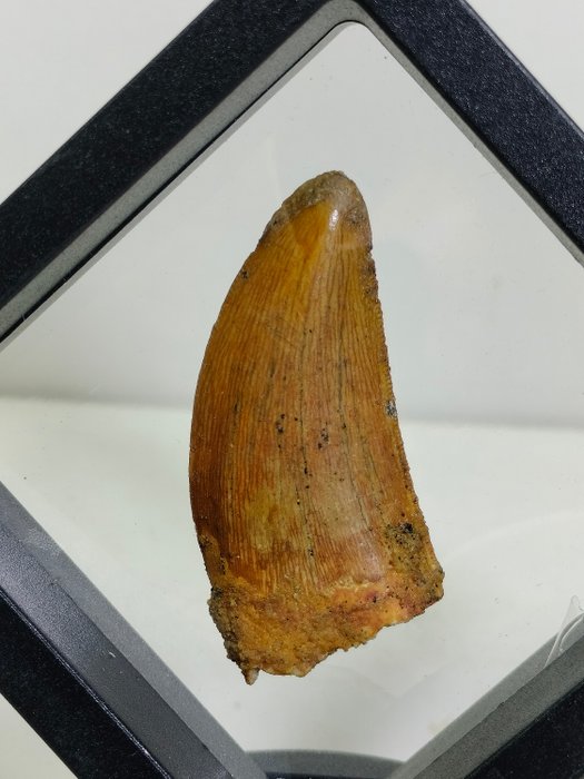 Dinosaur - Fossil tooth - Carcharodontosaurus sp. - 4.7 cm
