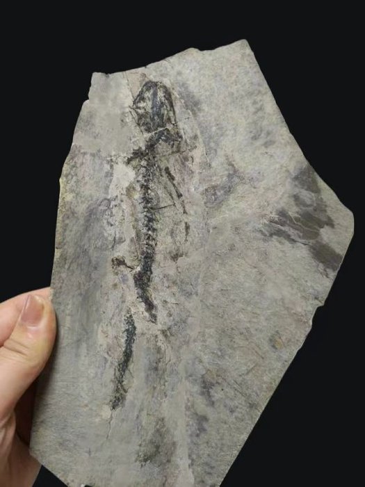 Fossile dyr - Exquisite and true salamandridae fossil -Marmorerpeton-Jurassic - 28 cm - 16 cm