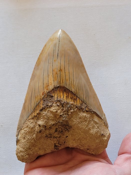 Megalodon - Fossil tann - 11.8 cm - 8.3 cm