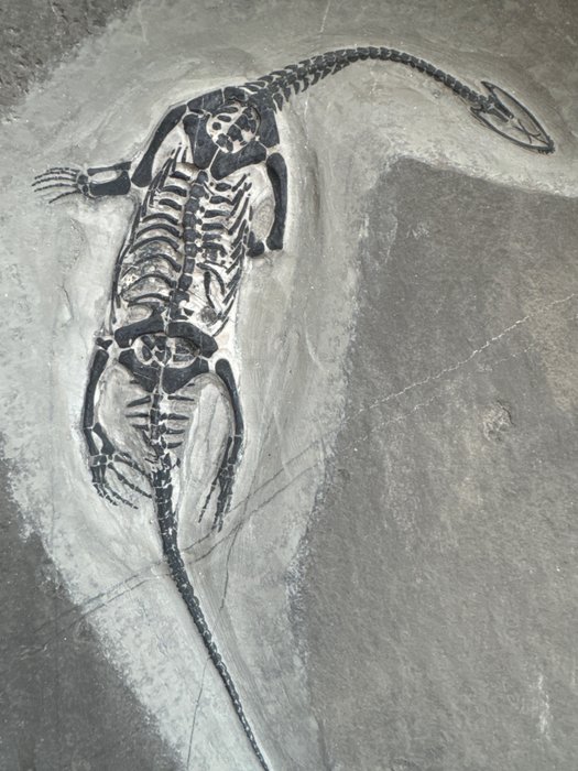 Reptilă fosilă: Keichousaurus 31,9x22,5x1,5CM - Animale fosilizate - Keichousaurus - 31.9 cm - 22.5 cm