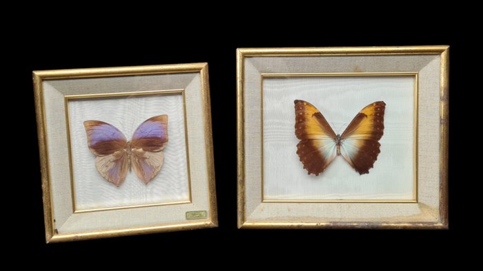 2 Decorative frameS Butterflies Collection  - Diorama Papilionoidea sp  - - 1970–1980
