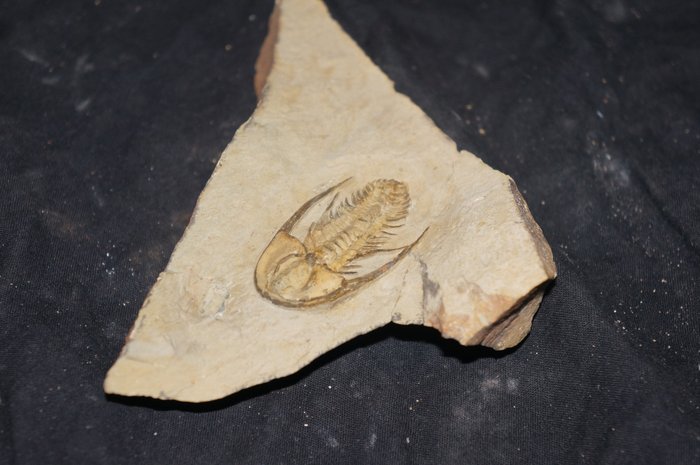 Trilobiitti - Fossiilinen luuranko - Fallotaspis plana - 2 cm - 2.5 cm