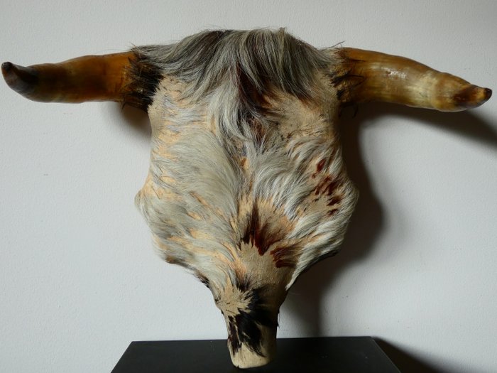 金牛座牛頭骨 頭骨 - Bos Taurus - 36 cm - 44 cm - 17 cm- 非《瀕臨絕種野生動植物國際貿易公約》物種