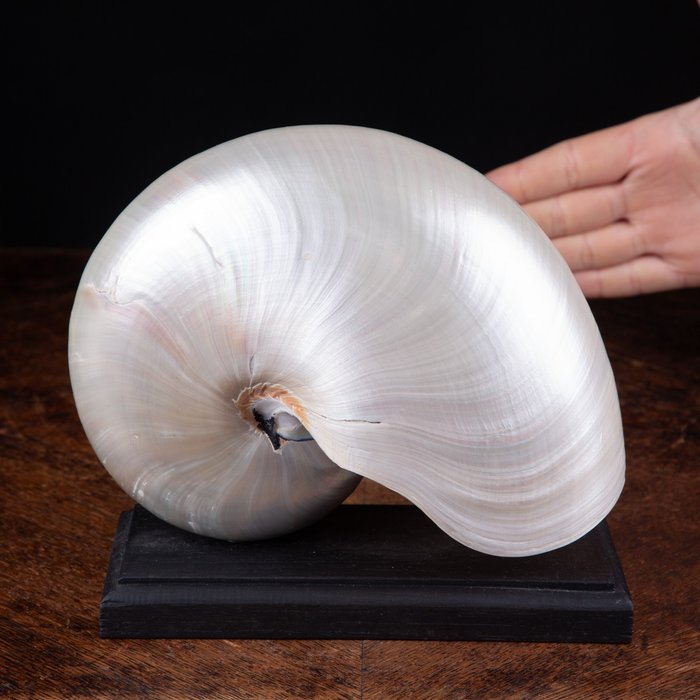 定制底座上的珍珠母贝腔室鹦鹉螺 - 海贝 - Nautilus Pompilius - 166 x 188 x 94 mm