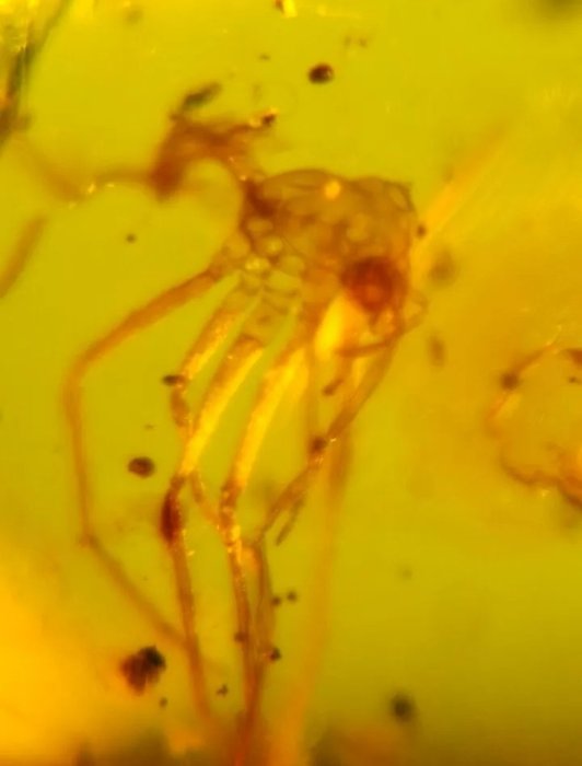 Araña - Cabujón fósil - Araneae - 14 mm - 10 mm