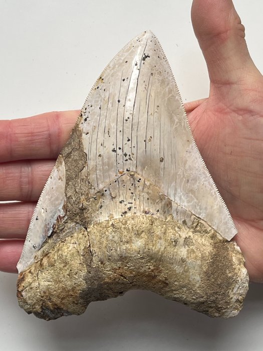 巨大的巨齒鯊牙齒 13.8 厘米 - 牙齒化石 - Carcharocles megalodon  (沒有保留價)