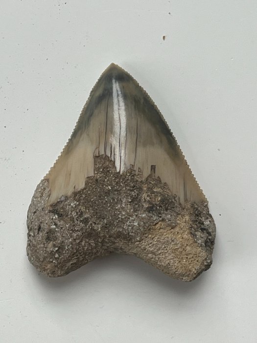 Megalodon tand 4,8 cm - Fossiele tand - Carcharocles megalodon