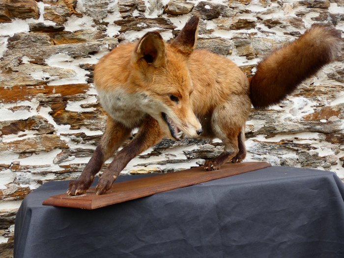 roter Fuchs Taxidermie-Ganzkörpermontage - Vulpes vulpes - 33 cm - 44 cm - 44 cm - Nicht-CITES-Arten