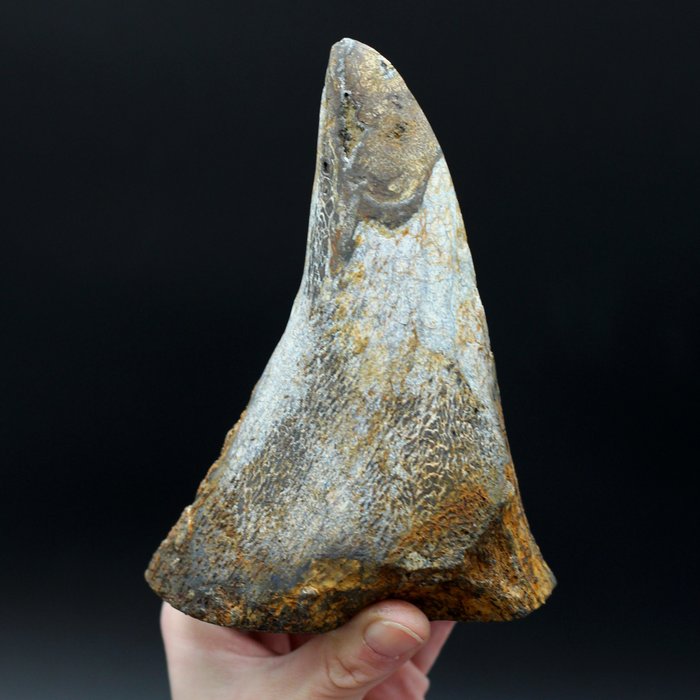 Sumatraanse neushoornhoorn - Fossiel fragment - Dicerorhinus sumatrensis - 15.5 cm - 11.18 cm  (Zonder Minimumprijs)
