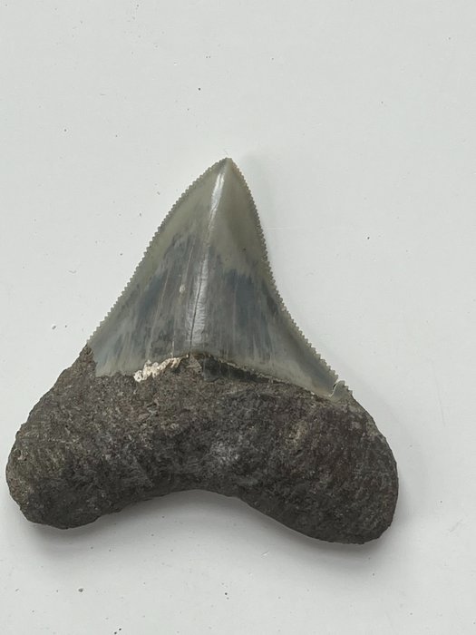 Ząb megalodona 6,2 cm - Skamieniały ząb - Carcharocles megalodon