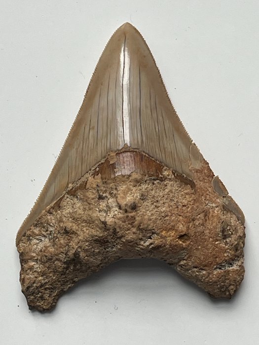 Megalodon tand 9,5 cm - Fossil tand - Carcharocles megalodon  (Utan reservationspris)