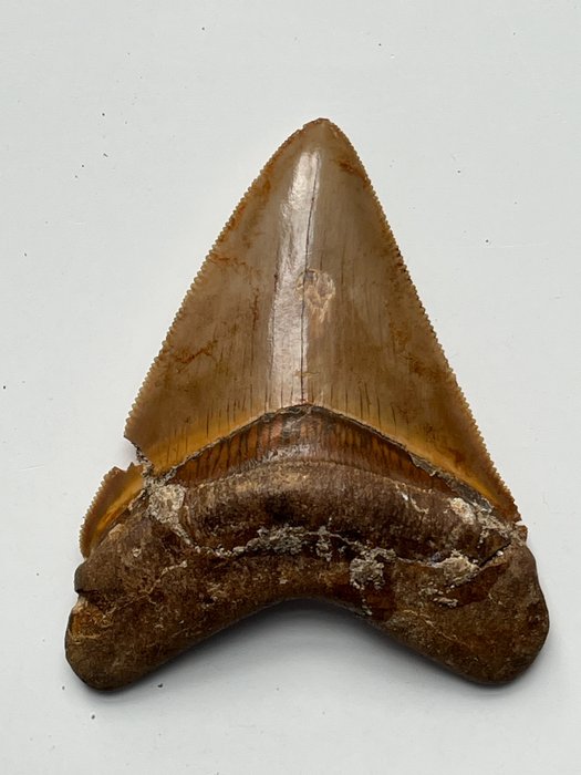 巨齒鯊牙齒 8.0 厘米 - 牙齒化石 - Carcharocles megalodon