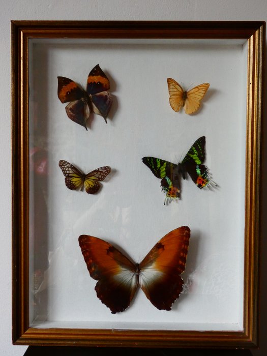 fjäril Taxidermi - helmontering - Lepidoptera sp. - 44 cm - 33 cm - 6 cm - Arter som inte är inkluderade i CITES