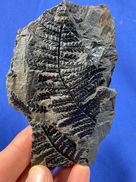 Frumoasă fosilă de plantă - Plantă fosilizată - Pecopteris pennaeformis - 12 cm - 8 cm