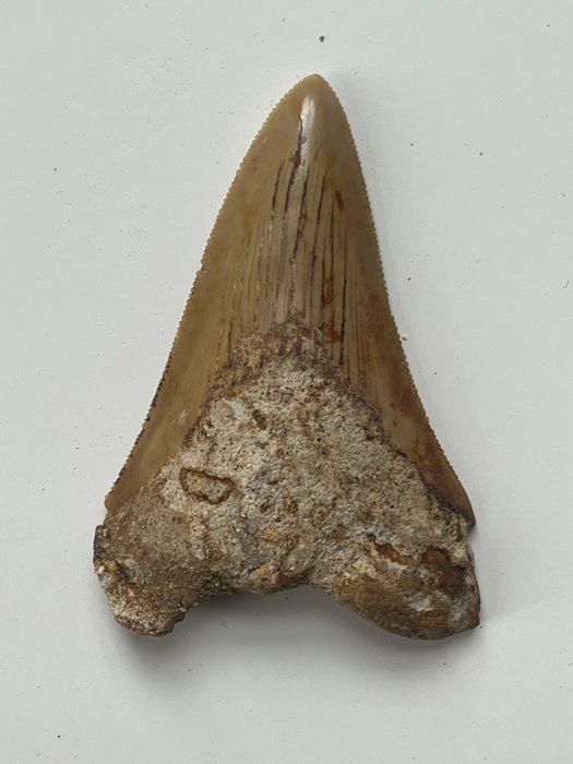 巨齿鲨牙齿 6.7 厘米 - 牙齿化石 - Carcharocles megalodon