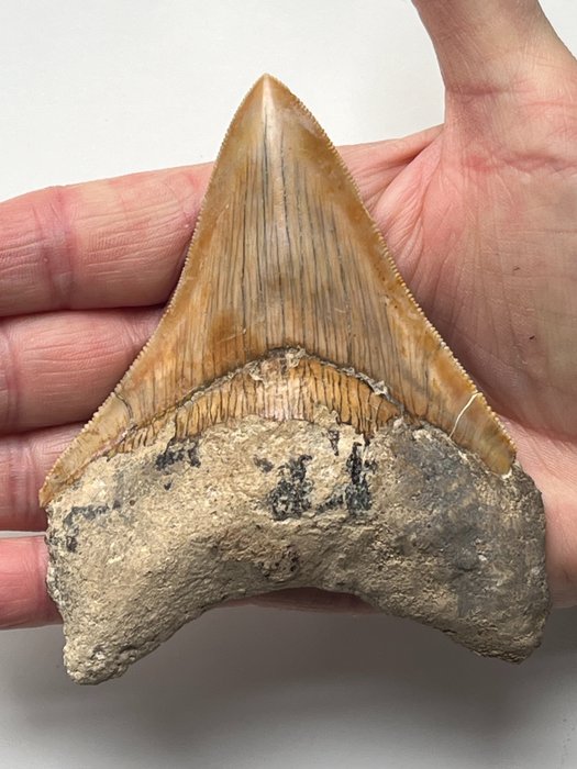 Ząb megalodona 11,0 cm - Skamieniały ząb - Carcharocles megalodon