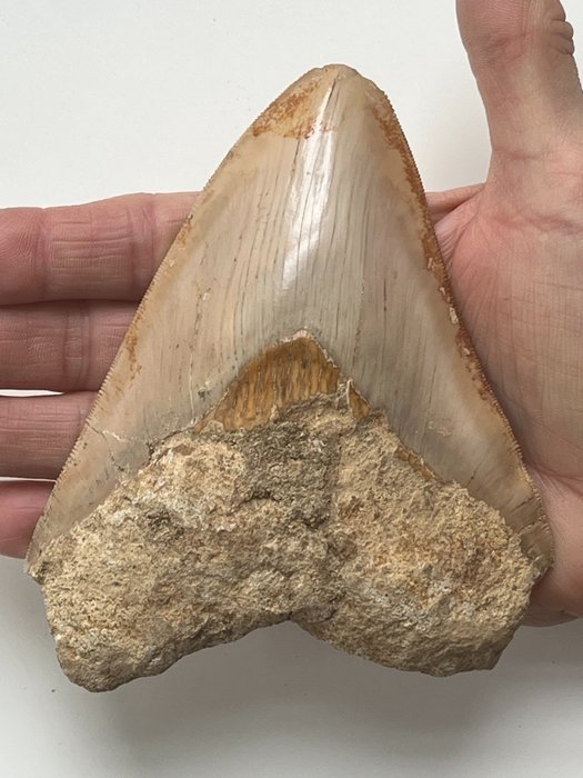 Dintele Megalodon 13,1 cm - Dinte fosilă - Carcharocles megalodon