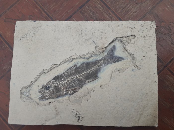 Fossil fisk Depalis macrurus / Oligocen - Fossiliserat ledat skelett - 11 cm - 9 cm