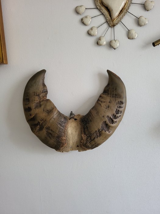 Afrikansk skogsbuffel Horn - Syncerus caffer nanus - 33 cm - 39 cm - 10 cm- Arter som inte är inkluderade i CITES