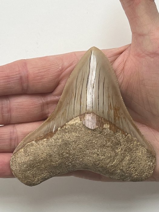 Dente de Megalodonte 9,6 cm - Dente fóssil - Carcharocles megalodon  (Sem preço de reserva)