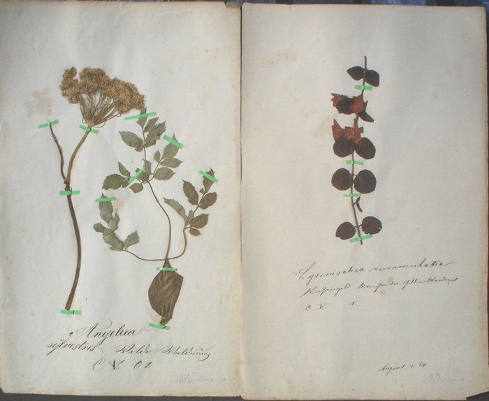 Unknown - Herbarium, a extensive collection of 165 botanically pressed grasses and plants. - 1900