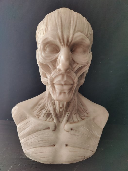 雕塑, Busto Anatomico finemente definito, dal Modello di Houdon - H 60 cm - 60 cm - 大理石