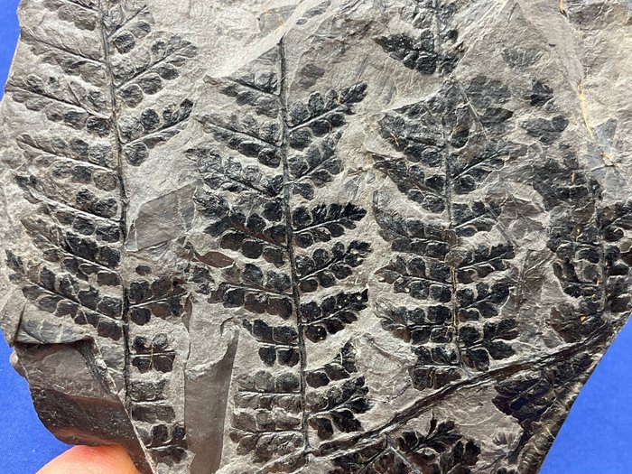 Ihana fossiloitunut kasvifossiili - Kivettynyt kasvi - Sphenopteris so. - 14 cm - 13 cm