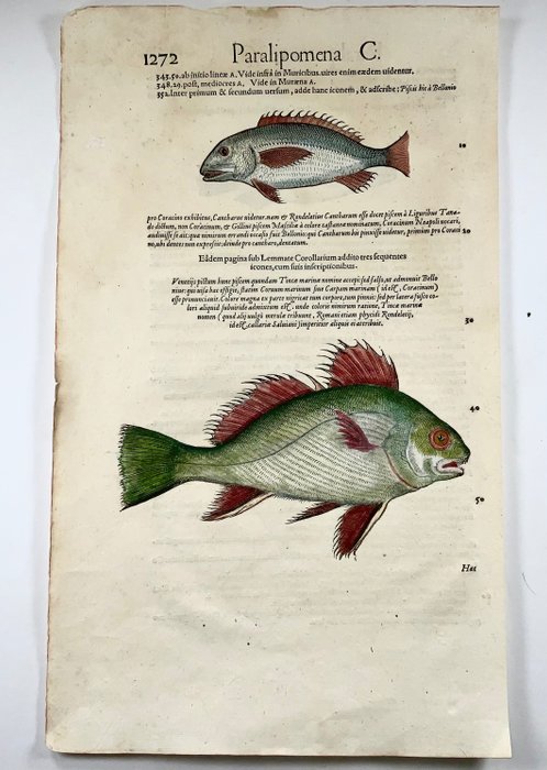Conrad Gesner (1516-1565) - Tench, Fish, folio with 3 woodcuts, 1558