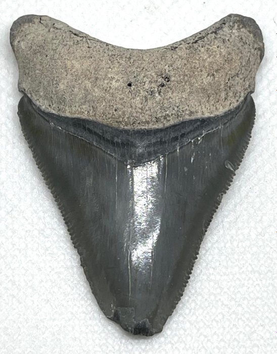 巨齿鲨 - 牙齿化石 - Carcharocles megalodon
