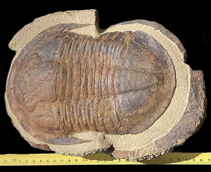 Rysunek w książce Marokańskie trylobity - Skamieniałe zwierzę - Trilobites gigante - Lannacus sp.