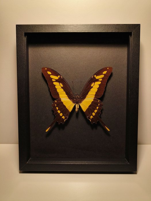 fjäril Taxidermi - helmontering - Papilio thoas cyniras - 190 mm - 230 mm - 28 mm - Arter som inte är inkluderade i CITES - 1