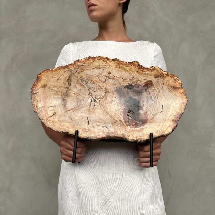 SIN PRECIO DE RESERVA -C- Maravillosa rebanada grande de madera petrificada en soporte - Madera fosilizada - Petrified Wood - 35 cm - 39 cm