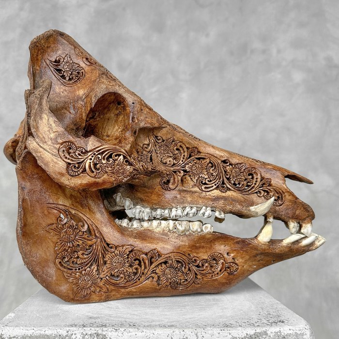 FĂRĂ PRET DE REZERVĂ - Mistret cu patină maro - sculptură Ketupat- Craniu sculptat - Suidae sp. - 24 cm - 31 cm - 14 cm- Speciile Non-CITES -  (1)