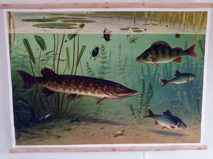 M.A Koekkoek - Σχολικός χάρτης - Όμορφη σχολική αφίσα Ψάρια γλυκού νερού. - Λινό