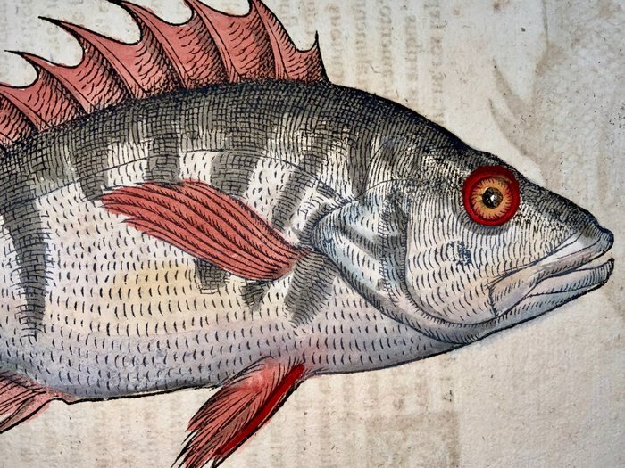 Conrad Gesner [Konrad Gessner] 1516-1565 - Perch, marine life, fish, folio with 2 large woodcuts - 1557