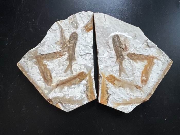 Fóssil - Animal fossilizado - Une paire de très beaux fossiles des poissons -Lycoptera - 13.5 cm - 9.2 cm