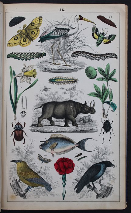 . - Naturgeschichtliches Bilderbuch [Text in 3 Sprachen, mit 28 kolorierten Tafeln] - 1869