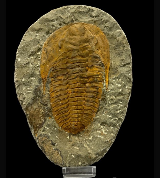 化石碎片 - TRILOBITE Andalusiana - 24 cm - 17 cm