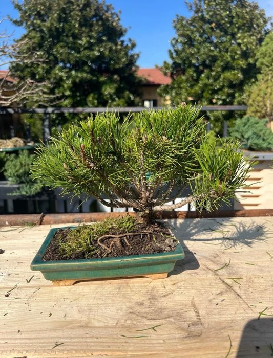 Fyrretræs bonsai (Pinus) - Højde (Træ): 20 cm - Dybde (Træ): 24 cm - Japan