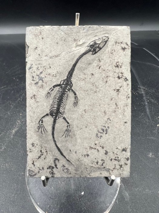 Reptil marino - Matriz de placa fósil - Keichousaurus sp. - 7 cm - 5 cm