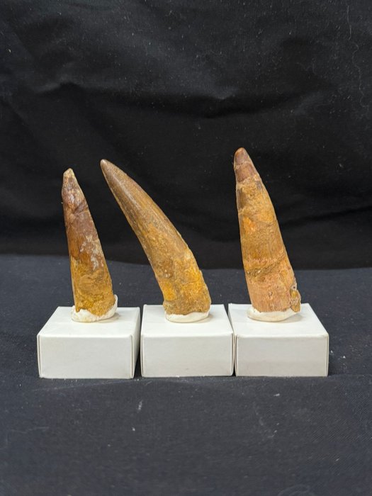 3 denti di Spinosaurus a Egyptiacus - Dente fossile - Spinosaurus aegyptiacus