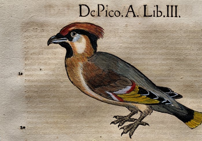Conrad Gesner - De pico.A.Lib.III - 1555
