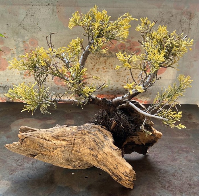 Bonsai ginepro (Juniperus) - Altezza (albero): 25 cm - Profondità (albero): 40 cm - Giappone