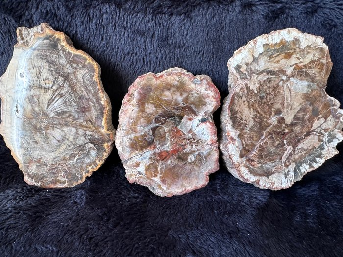Lemn fosil - Lemn fosilizat  - xilopalo